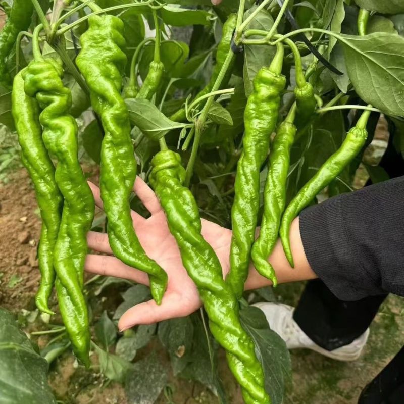 小皱螺3号早熟杂交一代螺丝椒种子辣味香浓口感爽脆抗性强