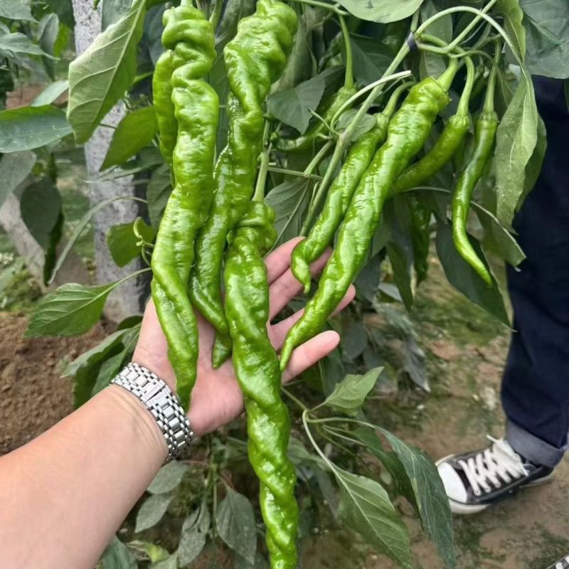 小皱螺3号早熟杂交一代螺丝椒种子辣味香浓口感爽脆抗性强
