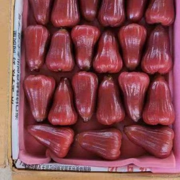 黑金钢莲雾