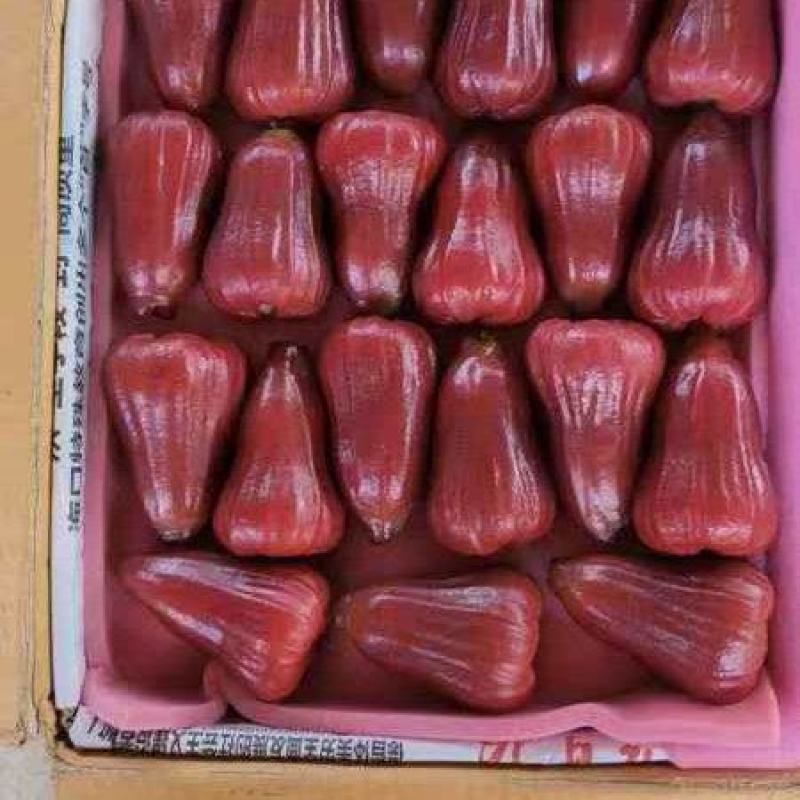 黑金钢莲雾