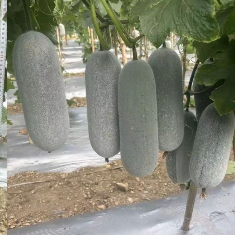 粉玲小可爱小冬瓜懒人种植冬瓜不搭架冬搭架冬瓜种