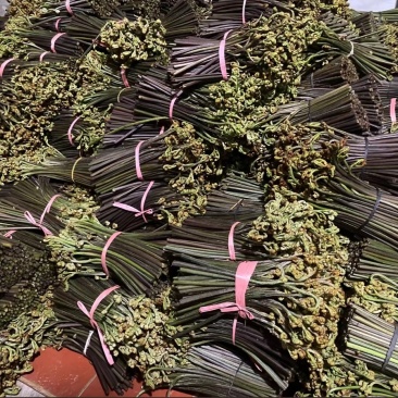 山货。新鲜野生蕨菜