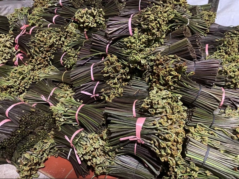 山货。新鲜野生蕨菜