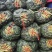 浙江精品蚕豆