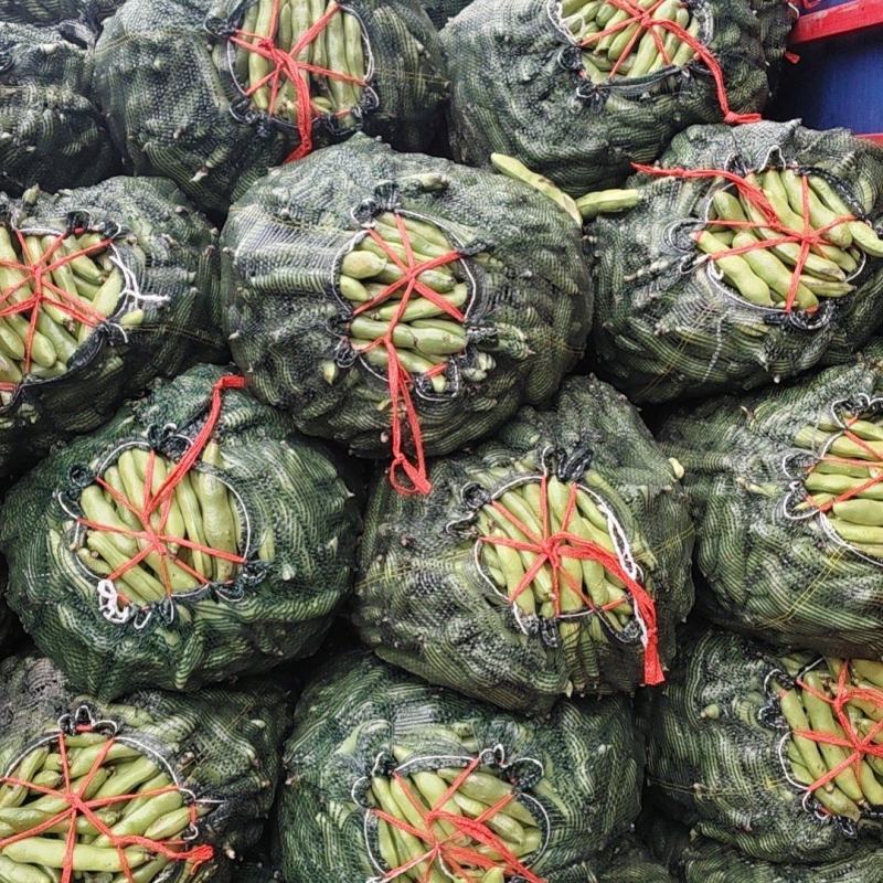 温岭大蚕豆大量上市