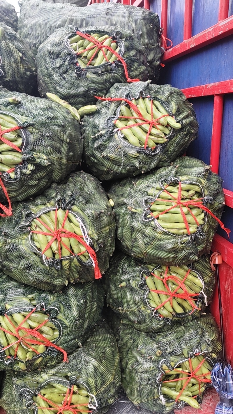 温岭大蚕豆大量上市