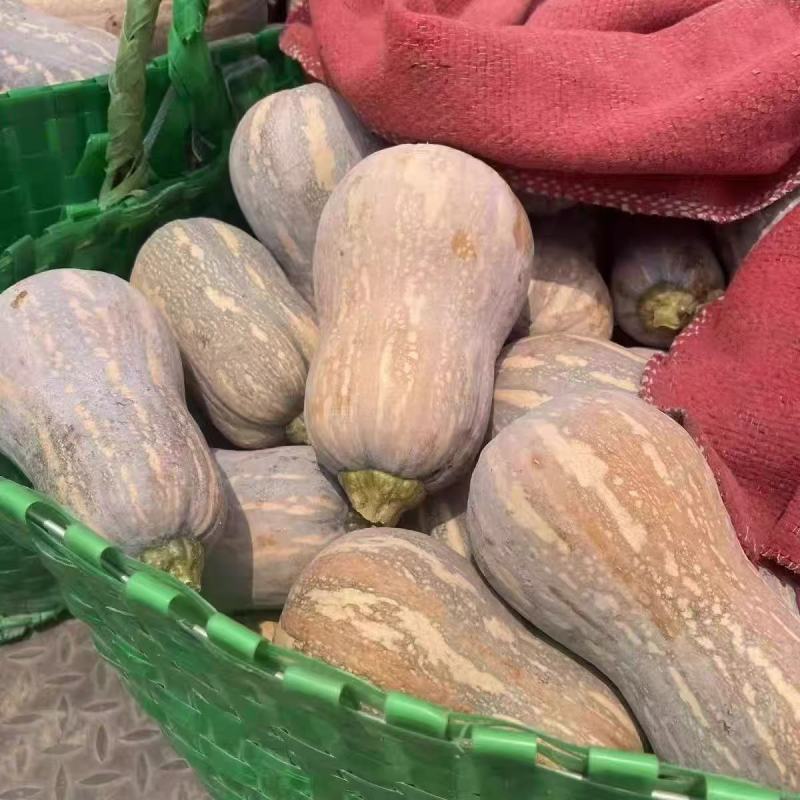 双优六号南瓜种子早熟大果南瓜粉糯甜蜜双优品质口感优良春秋