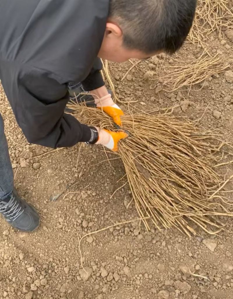 黄芪苗子内蒙地产药材大量产新出售中