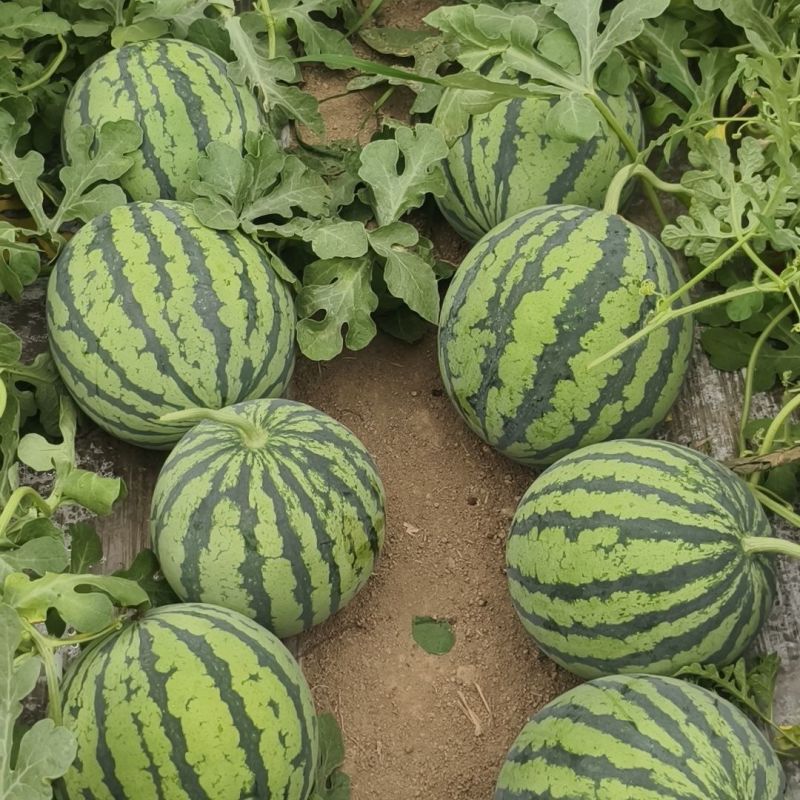 科益冰糖麒麟瓜种子早熟一代杂交鲜红瓤肉质脆甜度高口感清脆