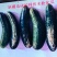 流体硼提高受粉保花保果提高坐果率花前补硼必选厂家直销