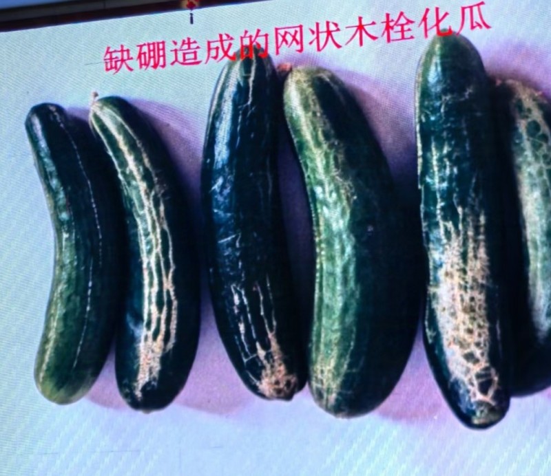 流体硼提高受粉保花保果提高坐果率花前补硼必选厂家直销