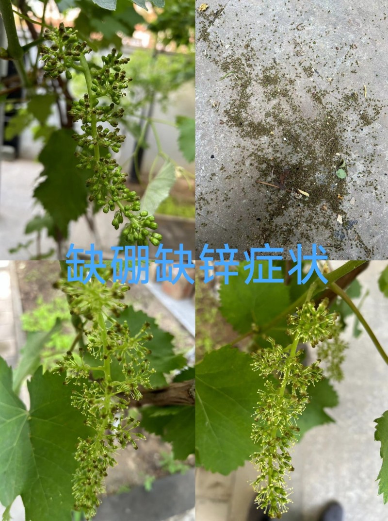 流体硼提高受粉保花保果提高坐果率花前补硼必选厂家直销
