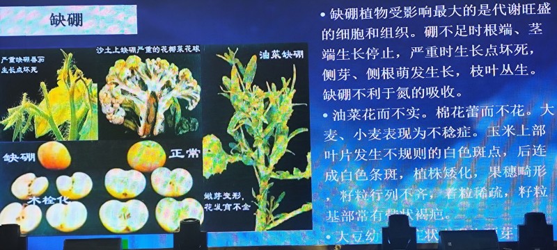 流体硼提高受粉保花保果提高坐果率花前补硼必选厂家直销