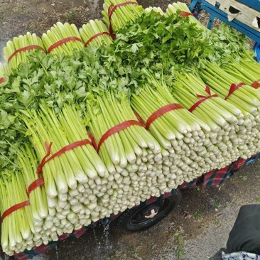 基地香芹菜，大棚货，品质好价格美丽产地直发全国各地