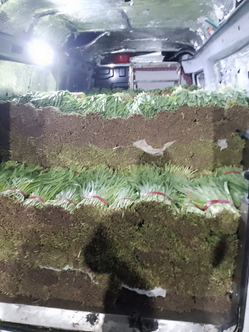 山东临沂沂水韭菜，辣椒