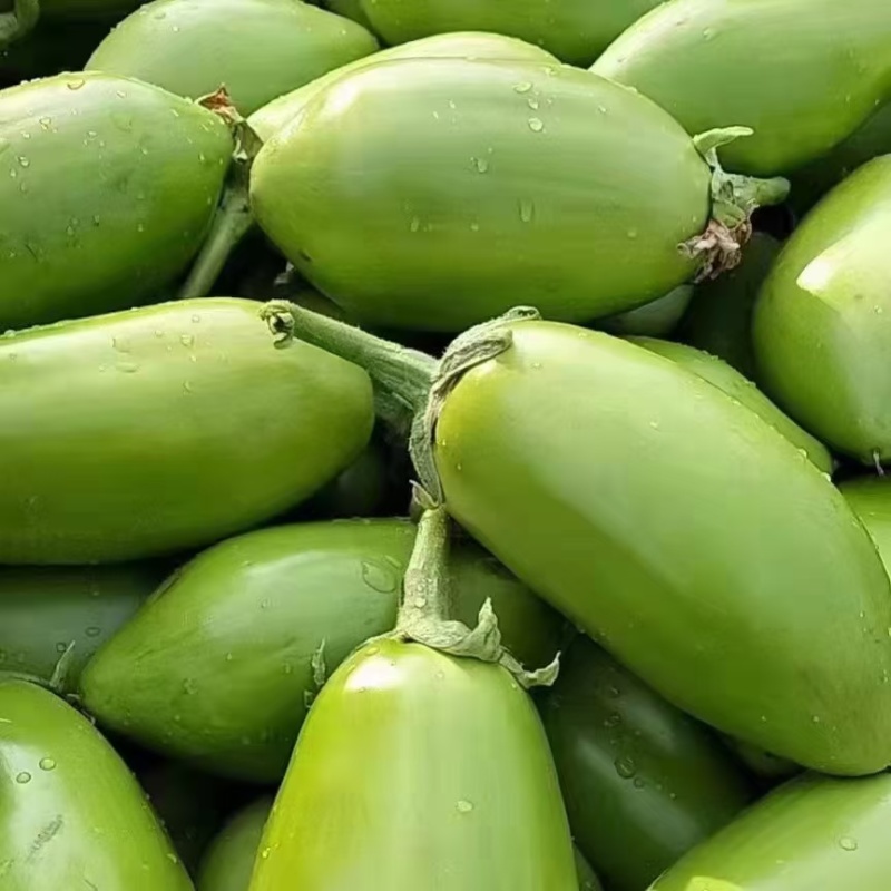 绿茄