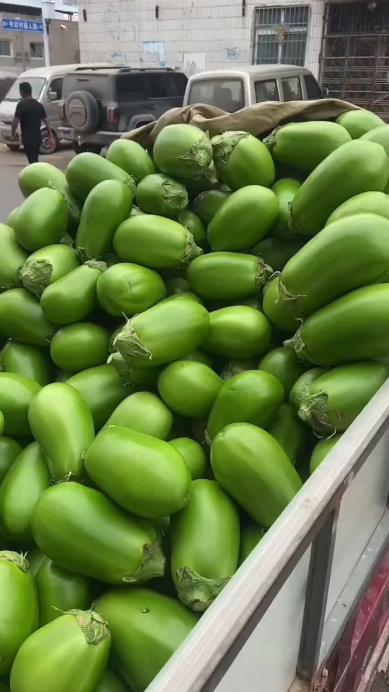 绿茄