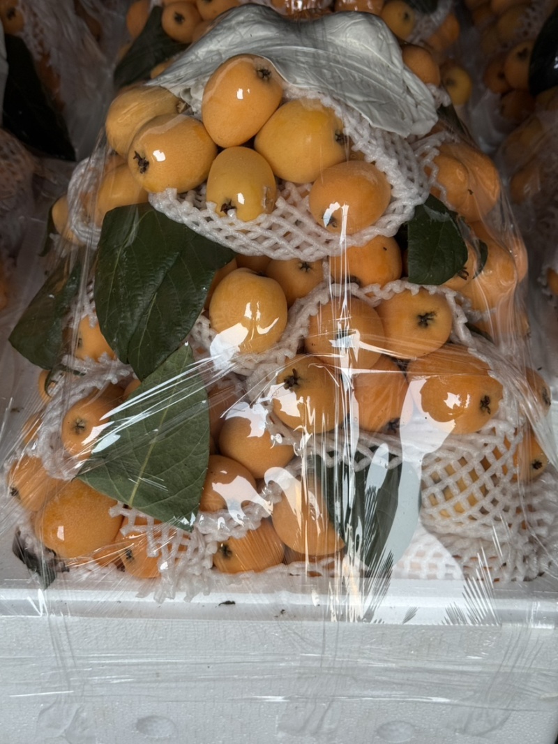 枇杷云南