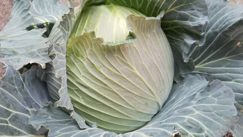 当季包菜20万斤