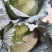 当季包菜20万斤