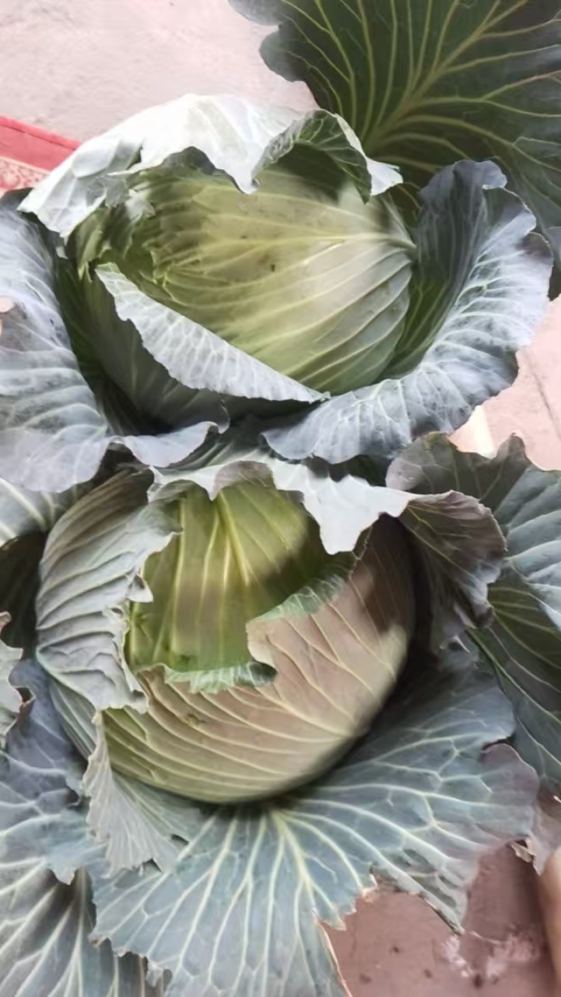 当季包菜20万斤