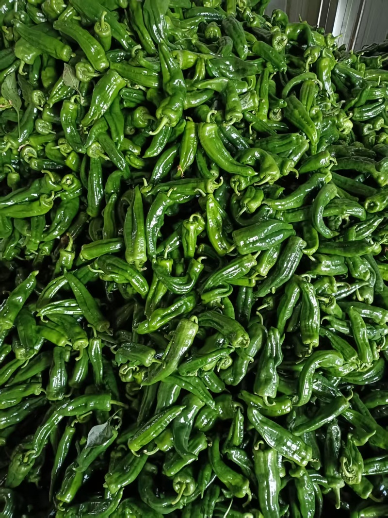 泡椒，黄皮椒