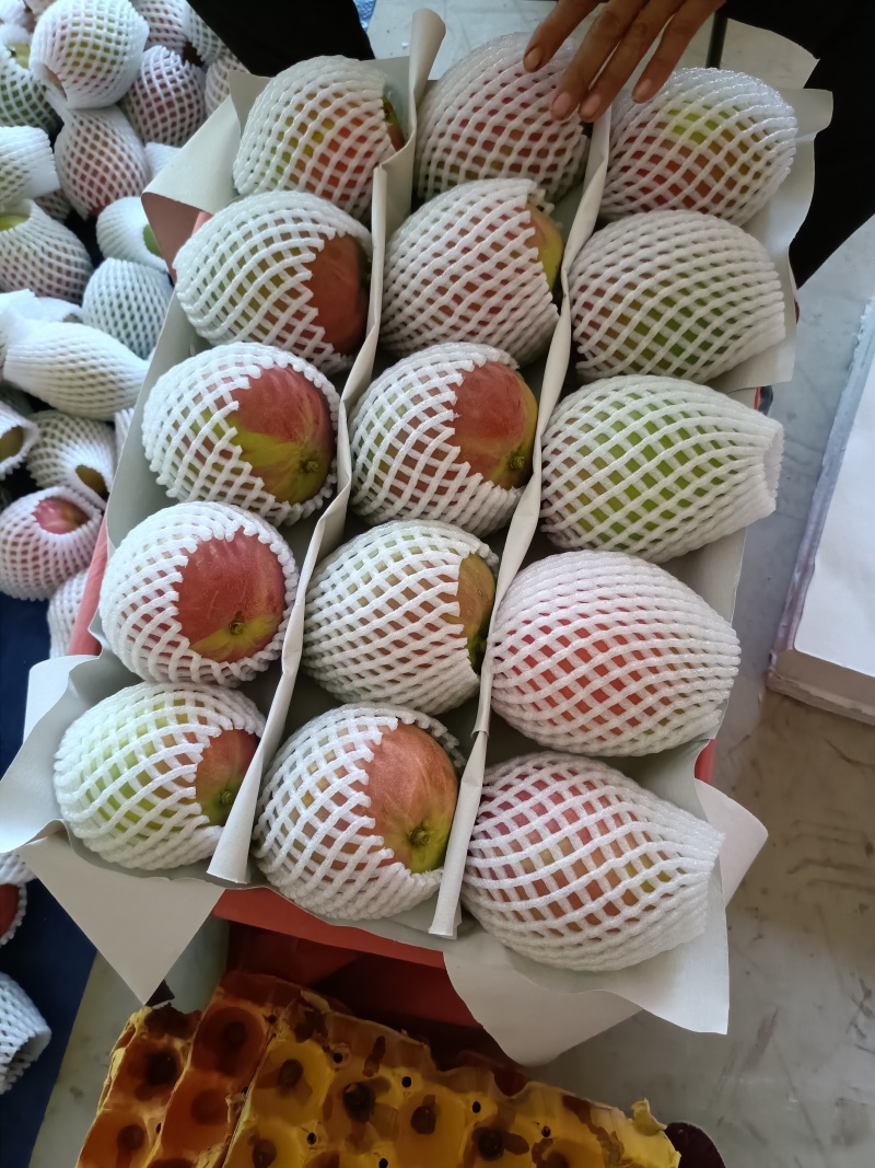 《热龙芒果》四川攀枝花原产地代办品质供货欢迎致电详谈