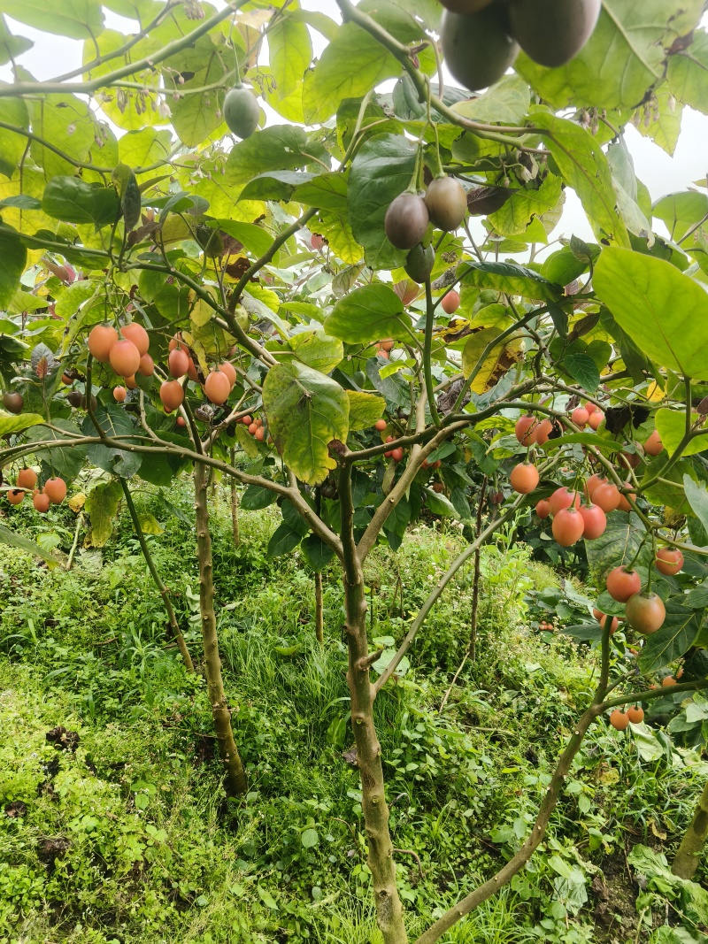 云南大树番茄