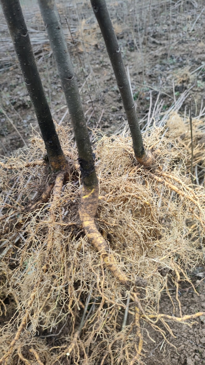 正宗大叶厚皮川黄柏，基地起苗直发，质量保证，