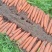 福建精品电商土萝卜三红一手货源全国发货量大价优
