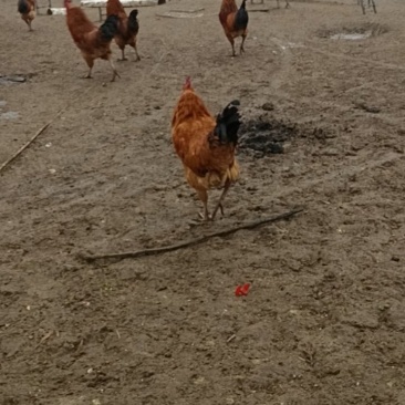 正宗散养土公鸡