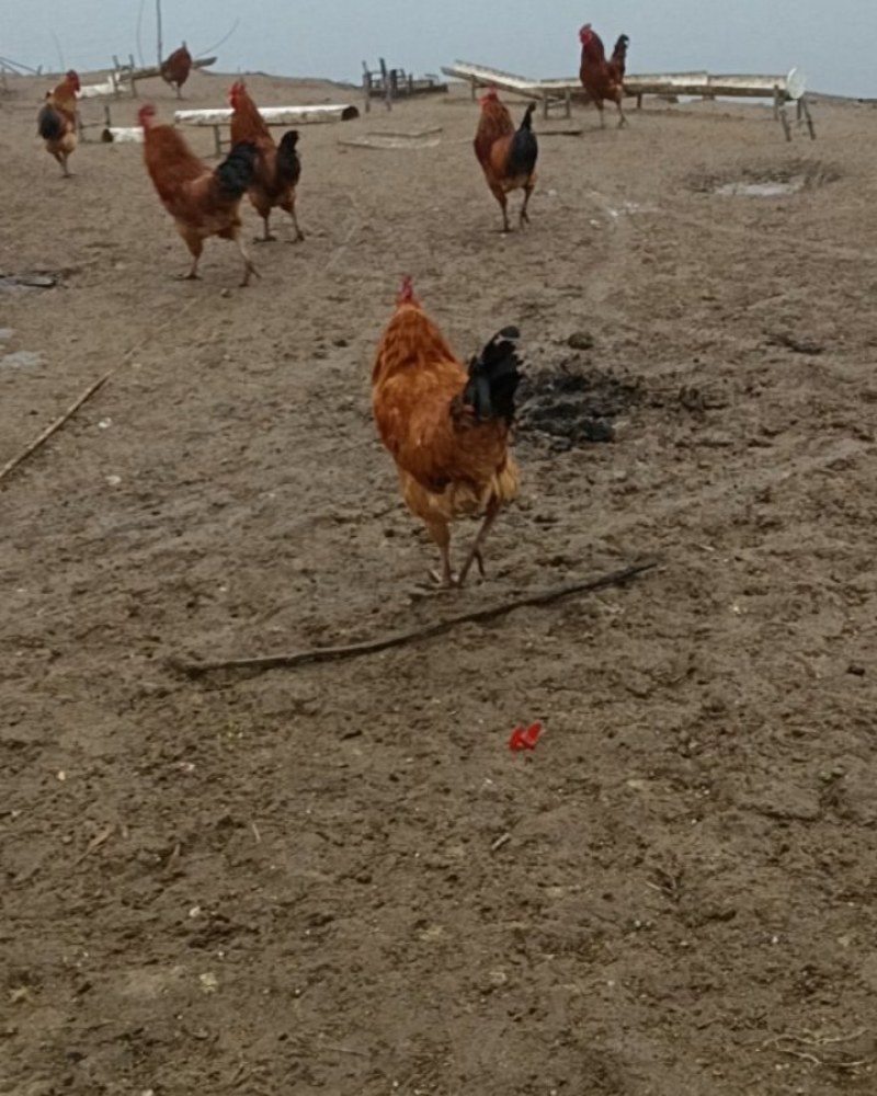 正宗散养土公鸡