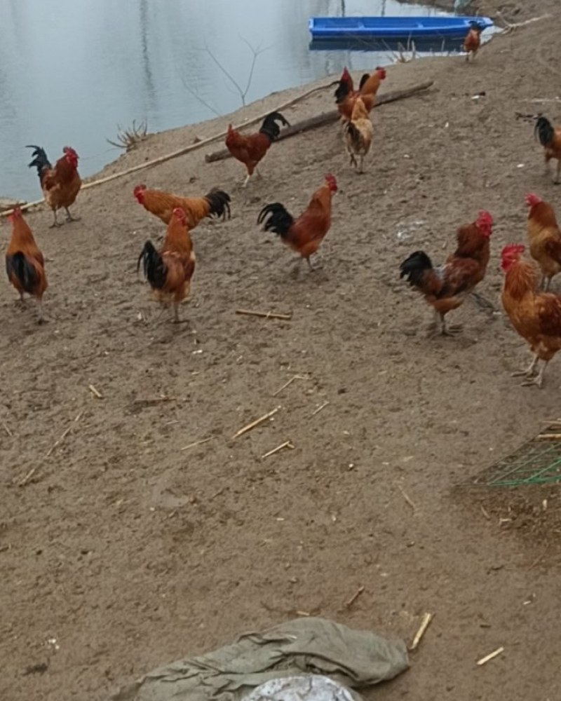正宗散养土公鸡