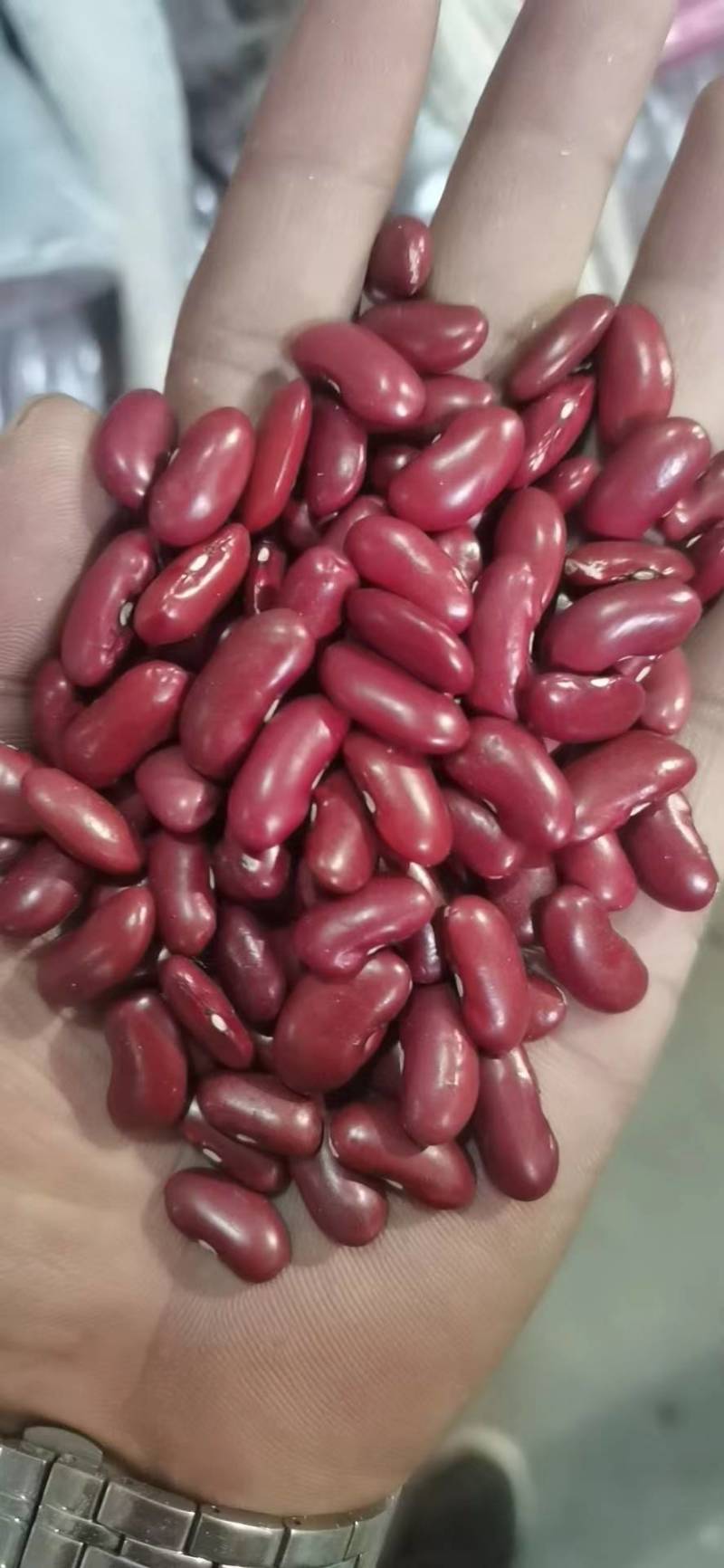 红腰豆新货颗粒饱满，色泽红润。
