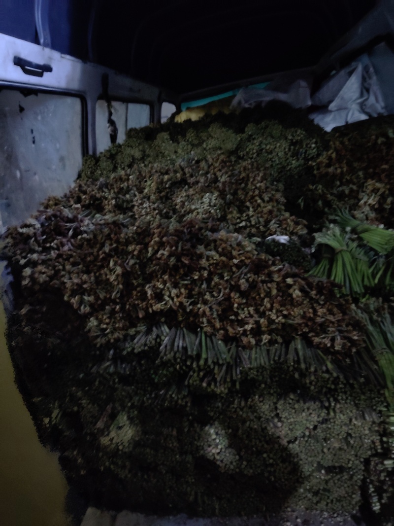 贵州蕨菜甜蕨苦蕨青蕨大量有货