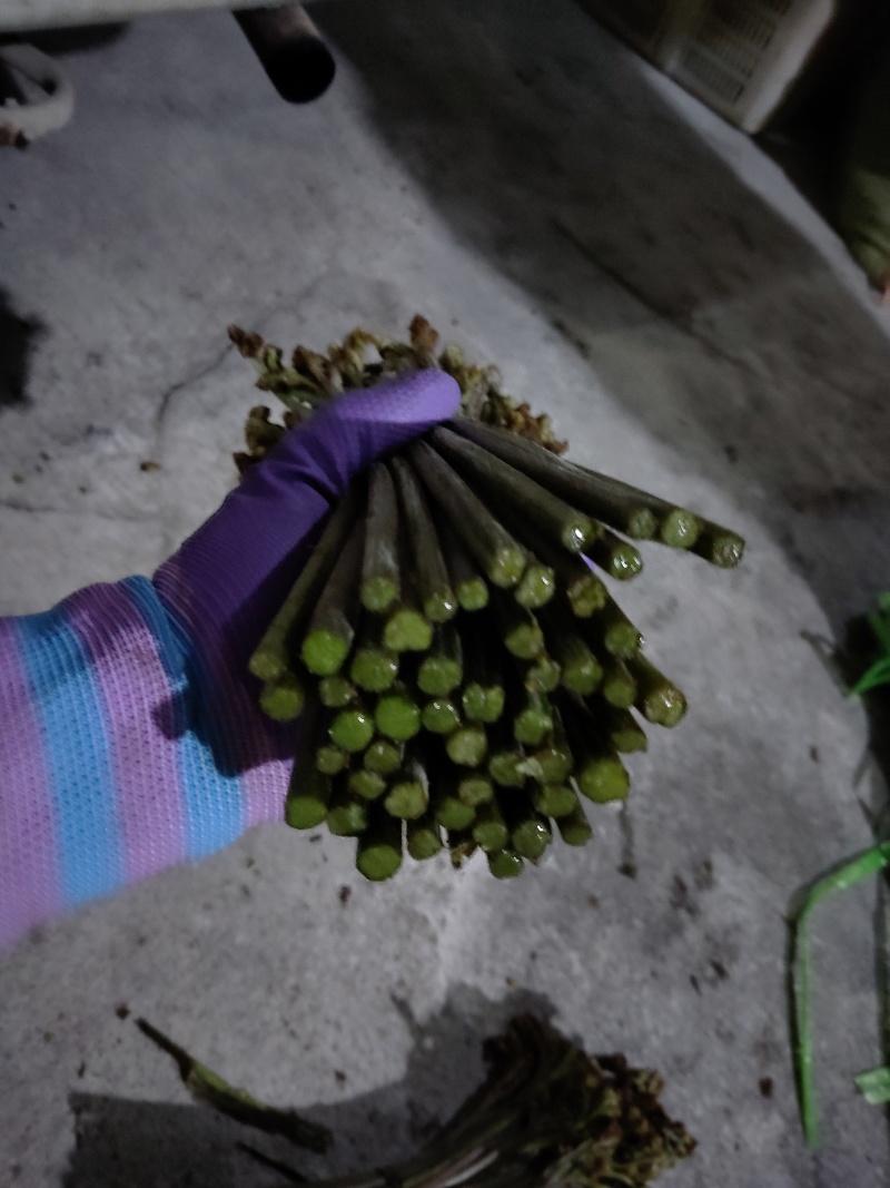 贵州蕨菜甜蕨苦蕨青蕨大量有货