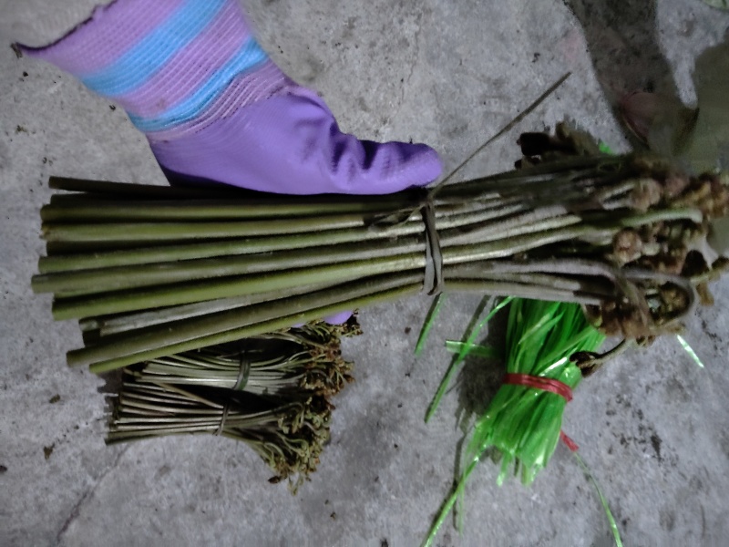 贵州蕨菜甜蕨苦蕨青蕨大量有货