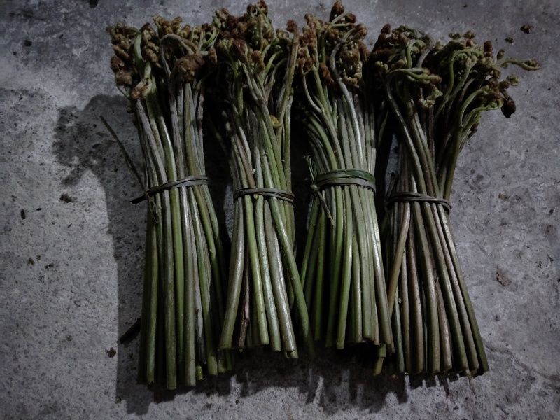 贵州蕨菜甜蕨苦蕨青蕨大量有货