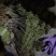 贵州蕨菜甜蕨苦蕨青蕨大量有货