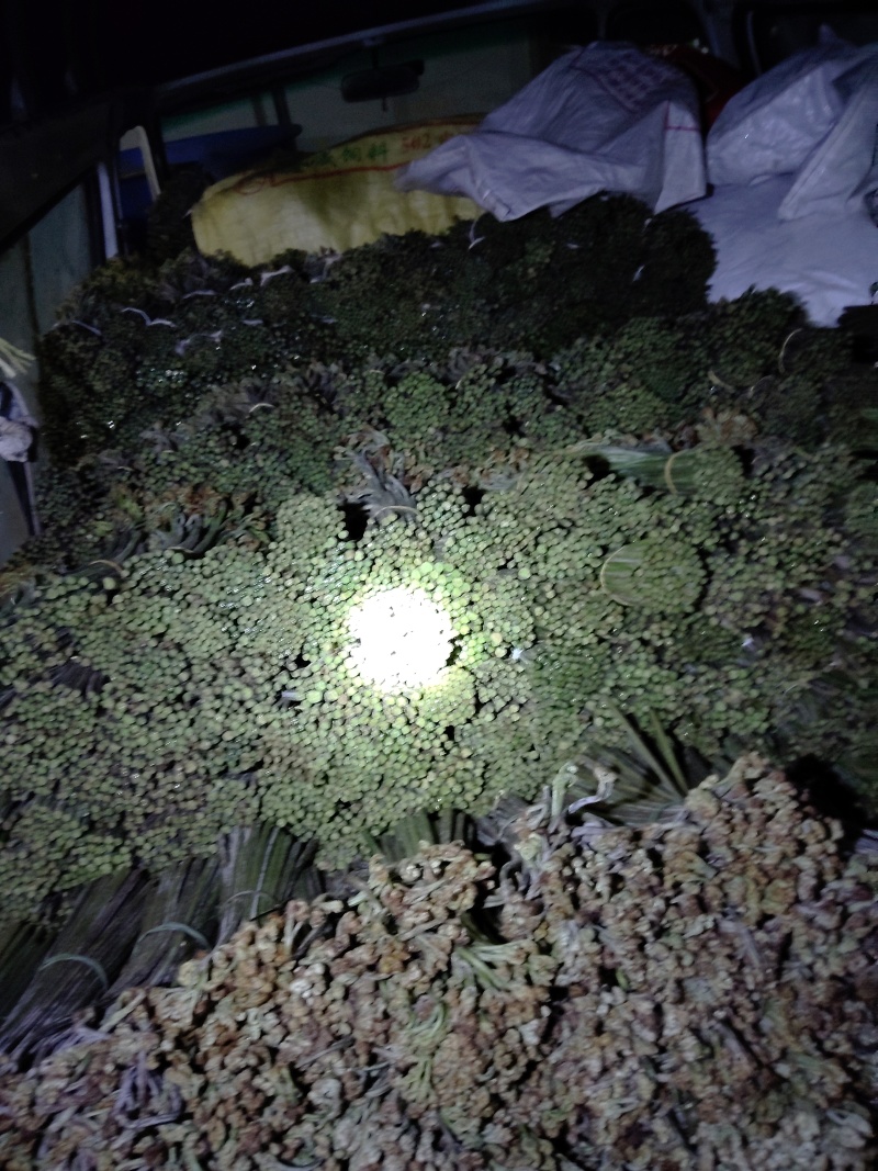 贵州蕨菜甜蕨苦蕨青蕨大量有货