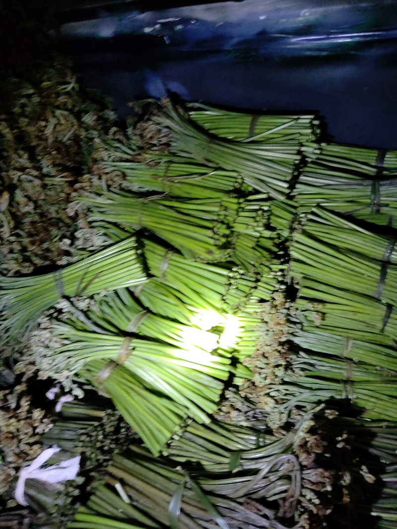 贵州蕨菜甜蕨苦蕨青蕨大量有货