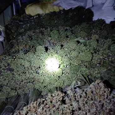 贵州蕨菜甜蕨苦蕨青蕨大量有货