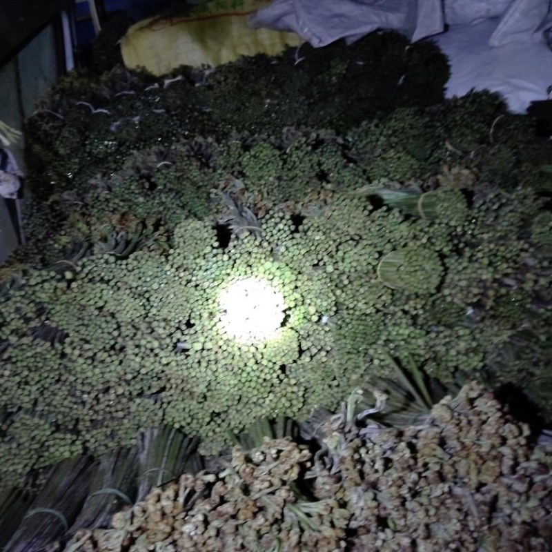 贵州蕨菜甜蕨苦蕨青蕨大量有货