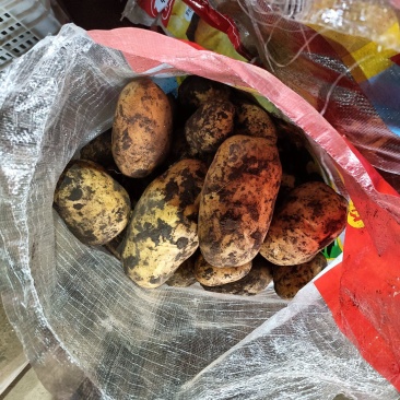 内蒙荷兰十五土豆种