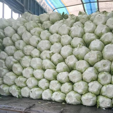 支持代卖，黄心大白菜