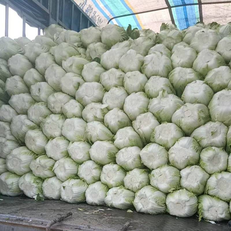 支持代卖，黄心大白菜