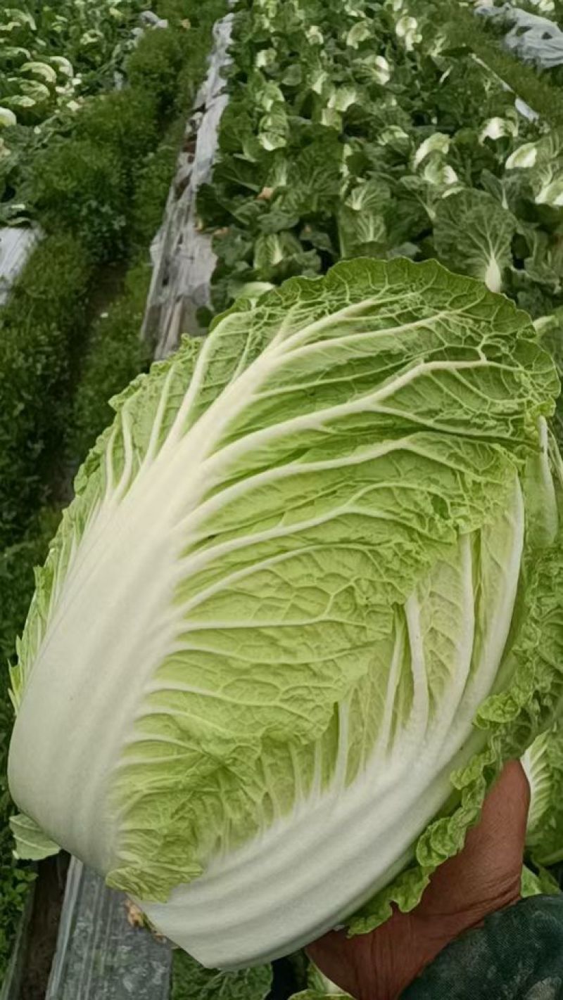 支持代卖，黄心大白菜