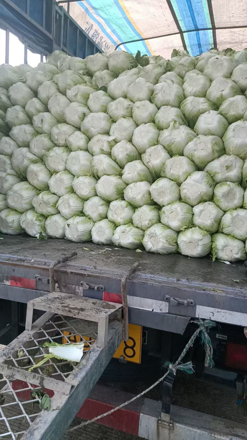 支持代卖，黄心大白菜
