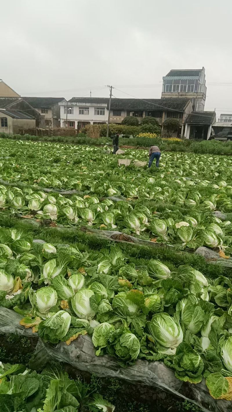 支持代卖，黄心大白菜