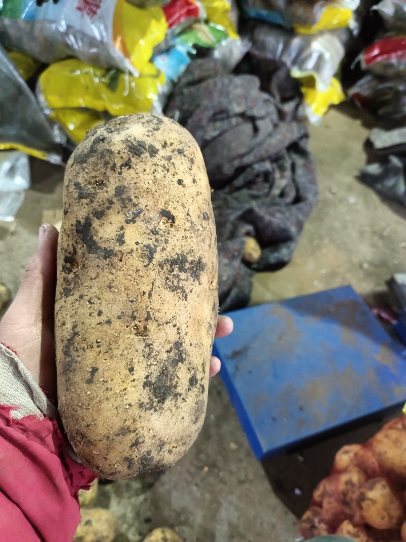 内蒙荷兰十五土豆种